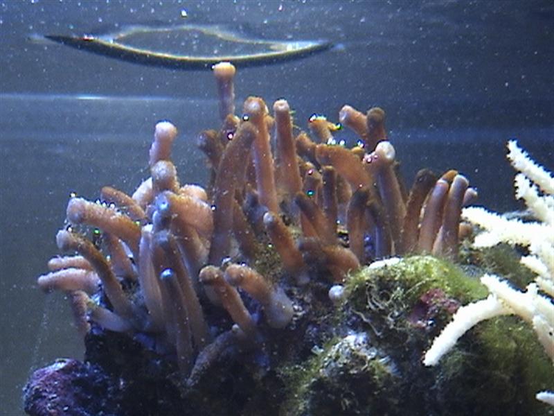 Sådan her så den ud i starten