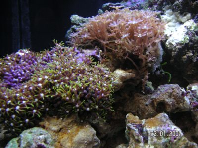 Godt fra klovnfisken.