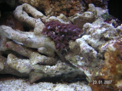 Polyp