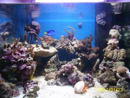 BLV150W + 2x24W T5 Fiji Purble