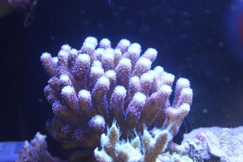 IMG_1795.jpg