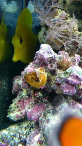 akvarie 3 018.JPG (31.67 KiB) Vist 811 gange akvarie 3 018.JPG