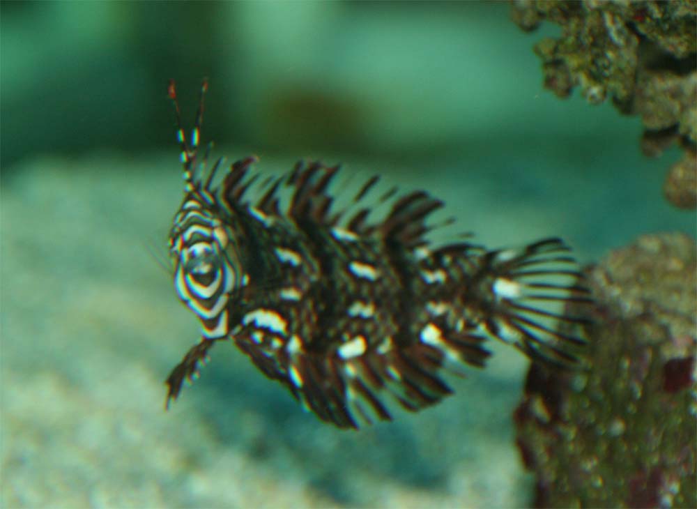 Dragon Wrasse<br />Novaculichthys taeniourus