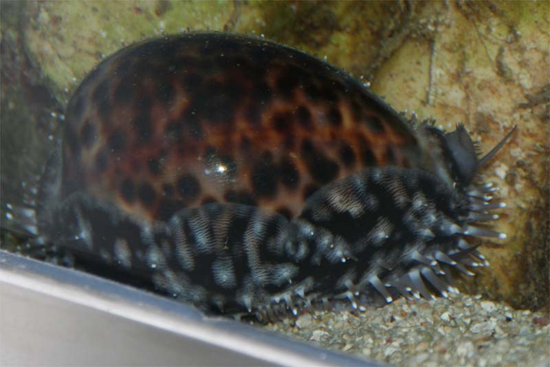 Porselæn snejel ca 8 cm<br />cypraea tigris