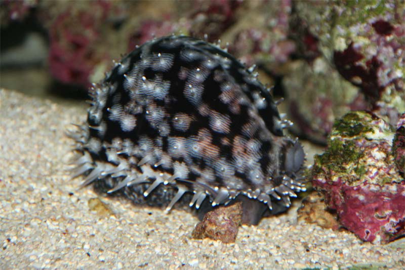 Porselæn snejel ca 8 cm<br />cypraea tigris