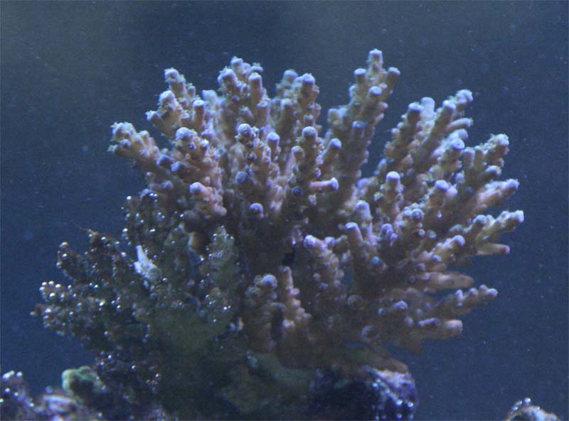 Steen koral Acropora