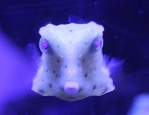 Bob, navngivet af konen