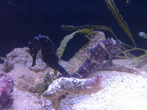 CameraZOOM-20120403081003694.jpg