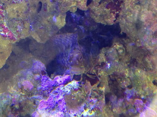 IMG_0243.JPG