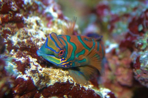 Mandarin_resized - han.JPG