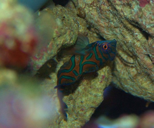 Mandarin_resized - hun.JPG