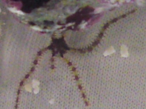 Slangesøstjerne på størrelse med en 2-krone