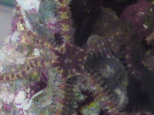 telefonbilleder 951.JPG (31.54 KiB) Vist 765 gange Slangesøstjerne 6-7 cm i diameter