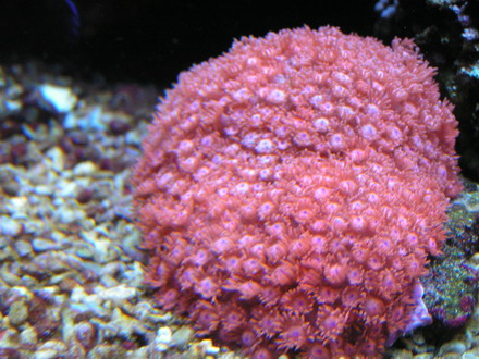 forum pic 36.jpg