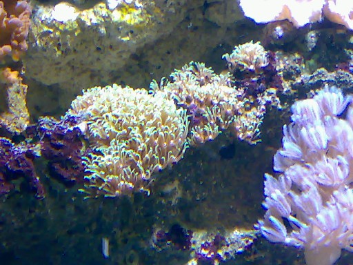 Stjerne polypper, mangler latinsk navn...Billede 2