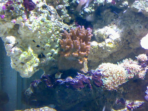 Endnu en Acropora..Billede 3