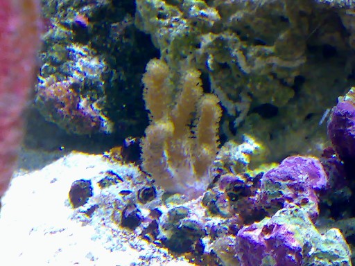 En sinularia tror jeg...Billede 4