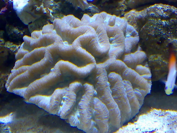 Kommer der mere farve på?? Billede 8