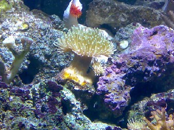 Gul ting?? Billede 12