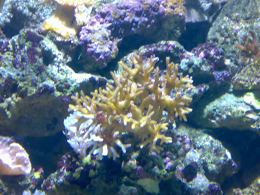 Ny koral, fik den af en kamerat, den har været hvid, kan den reddes? Billede 13