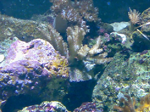 En acropora, som oprindelig var hvid, er den død?? Billede 14