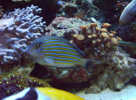 Liniatus kirurg