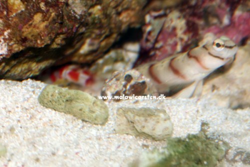 IMG_8015.jpg (59.88 KiB) Vist 14890 gange Amblyeleotris diagonalis - Dragon Goby og Alpheus randalli - Randall's Pistol Shrimp.