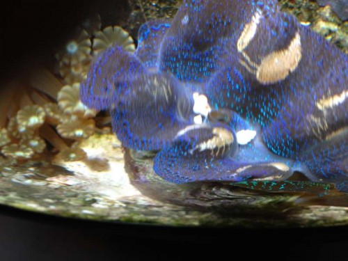 Palet smider sten i Tridacna.jpg