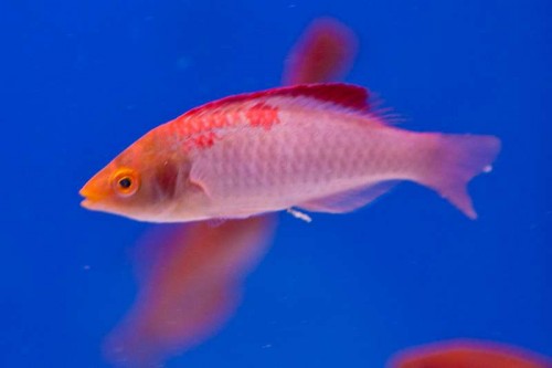120509Decocean (20 of 26).jpg