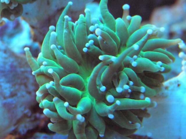 Euphyllia3.jpg