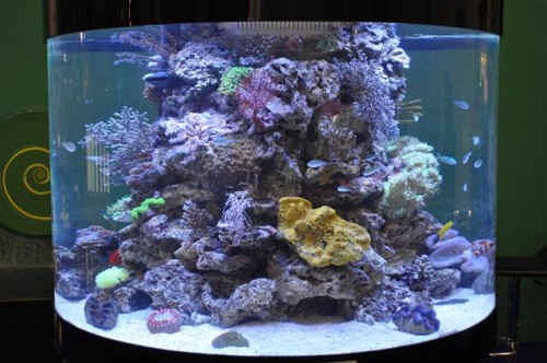 Deltec-s udstilings akvarie, selvfølgelgi med det nye filter