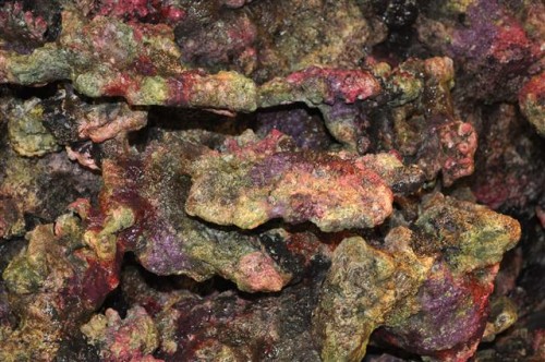 nær billed af "levende sten"