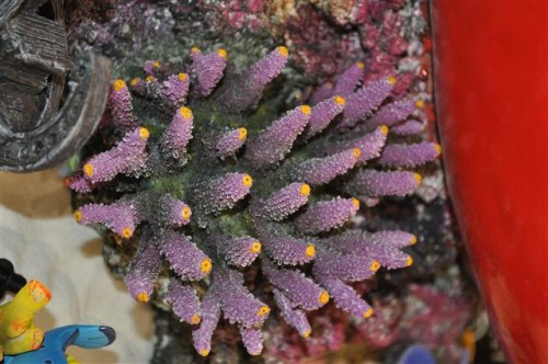 Selvom den var kunstig, så den nu meget naturlig ud