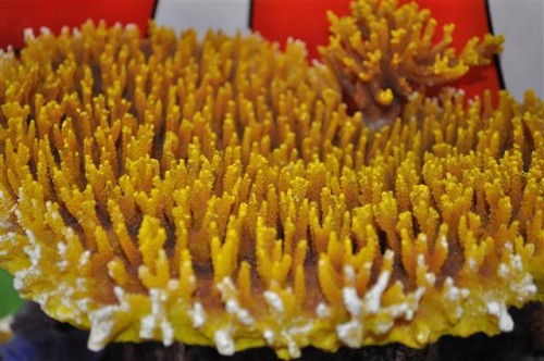 Den var nu ikke så gul i virkeligheden