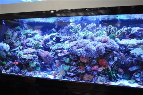 Dejong udstillings akvarie