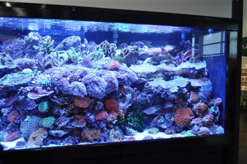 dejong udstillings akvarie