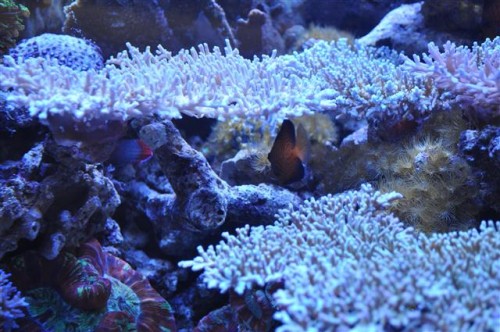 DSC_0038 (Small).JPG