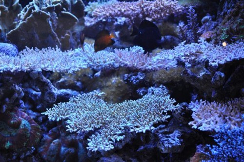 DSC_0039 (Small).JPG