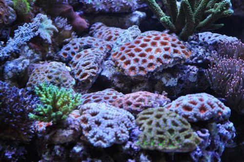 Sindsyg flotte koraller