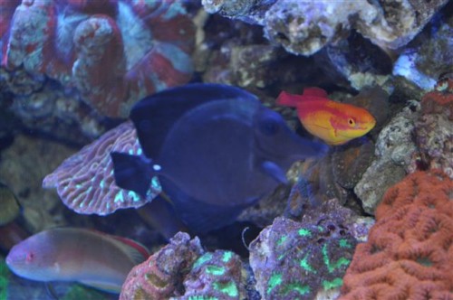 Flot og sjælden fisk. Fisken er ikke syg, det er lyset som snyder