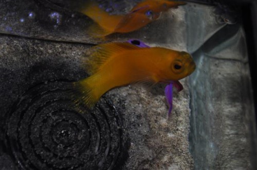 Deres "nyhed" Gamma dejong