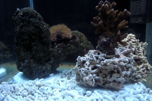 akvarium uge 1 r.JPG