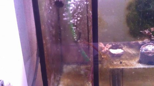 Venstre side af refugiet. Læg mærke til søhesten bagest på slangen (inde i boblerne)