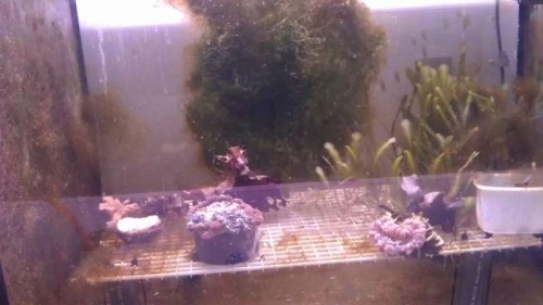 Mindtersektionen med gitterbunden