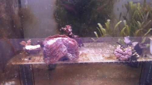 Full shot (sådan da)