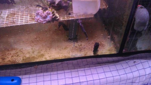 Tog lige et billede efter jeg havde skrevet. Det er snart fodringstid og så står de klar.