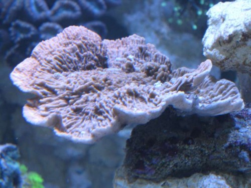 Mmmmmmmontipora