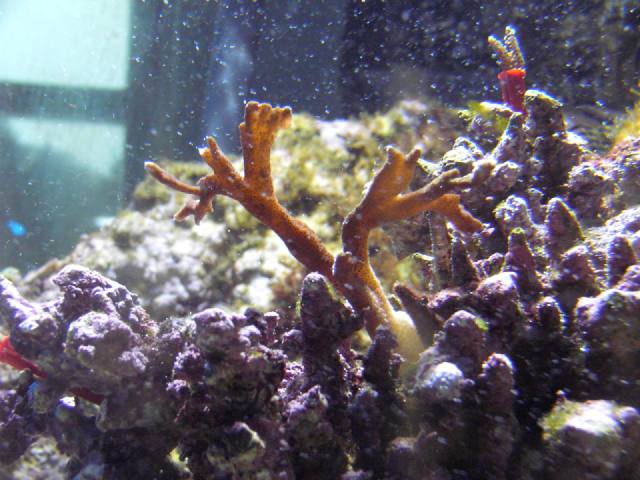 Montipora_d.jpg