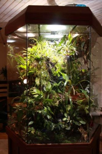 Frøterrarium interiør.JPG