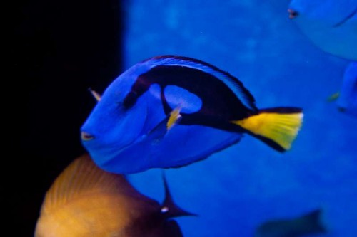 120106Decocean (10 of 23).jpg